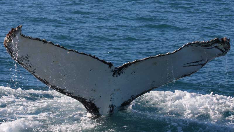 New Zealand’s most immersive whale watching experience!